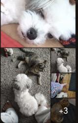 Reunited Female Dog last seen Fairfax Dr., Salinas, CA 93901