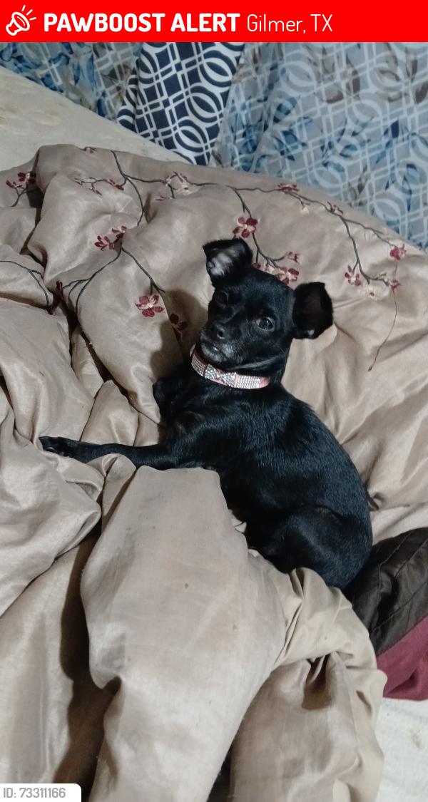 Lost Female Dog last seen Near cypresswood trl, Gilmer, TX 75645