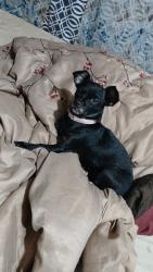 Lost Female Dog last seen Near cypresswood trl, Gilmer, TX 75645
