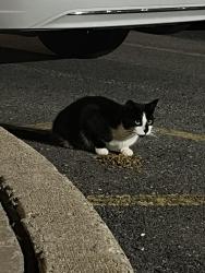 Found/Stray Unknown Cat last seen Hilton/hampton inn parking lot, Parsippany-Troy Hills, NJ 07054