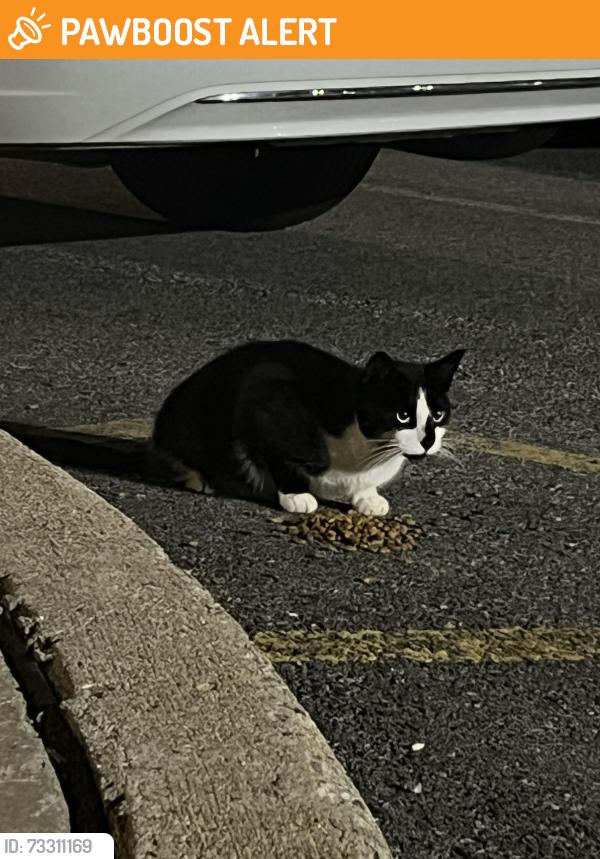 Found/Stray Unknown Cat last seen Hilton/hampton inn parking lot, Parsippany-Troy Hills, NJ 07054