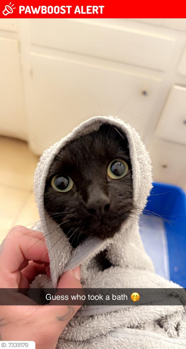 Lost Female Cat last seen Am pm, Rowland Heights, CA 91748