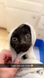 Lost Female Cat last seen Am pm, Rowland Heights, CA 91748