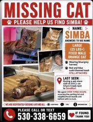 Lost Male Cat last seen He was last seen running towards the starbucks., Redding, CA 96002