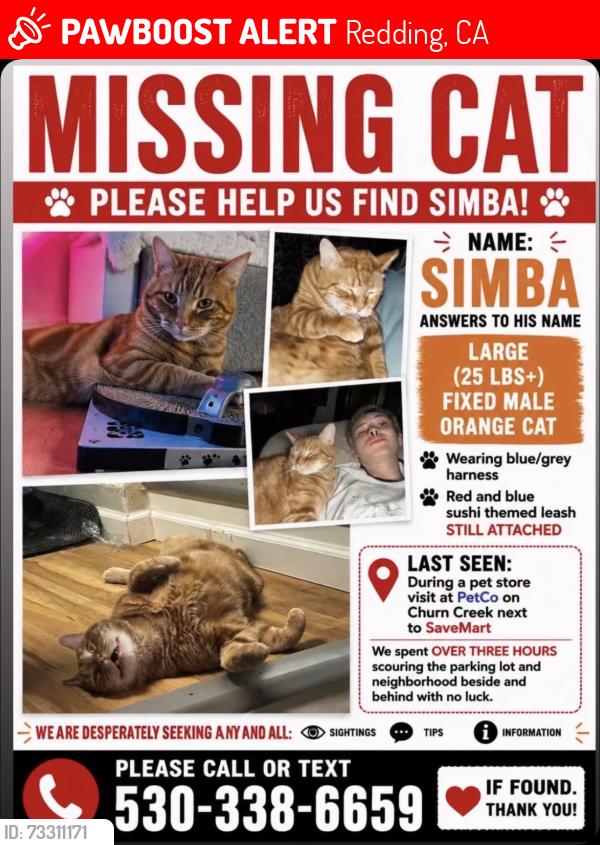 Lost Male Cat last seen He was last seen running towards the starbucks., Redding, CA 96002