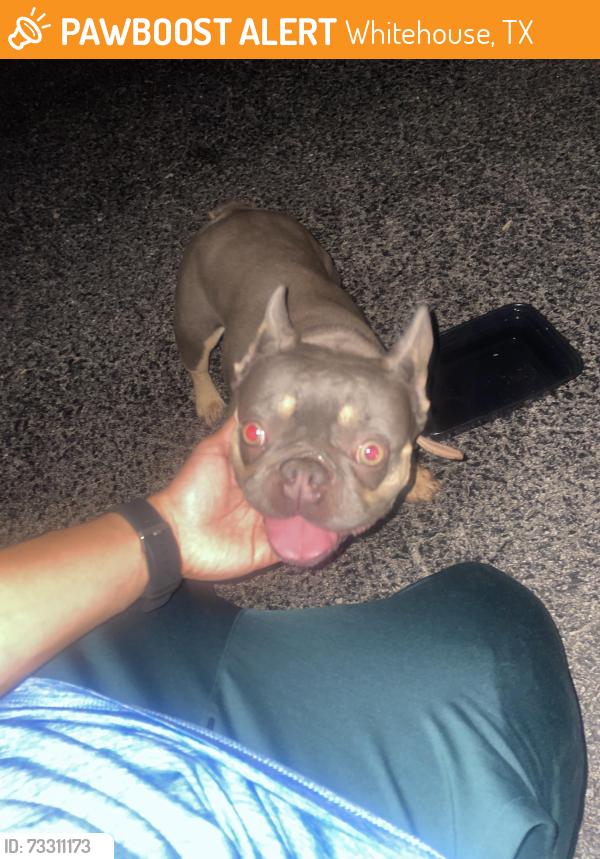 Found/Stray Female Dog last seen https://maps.apple.com/?address=12500%20County%20Road%202133,%20Whitehouse,%20TX%2075791,%20United%20States&auid=20125708&ll=32.228413,-95.201576&lsp=9902&q=Whitehouse%20Sports%20Complex&t=m, Whitehouse, TX 75791