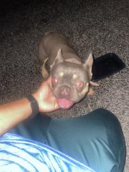 Found/Stray Female Dog last seen https://maps.apple.com/?address=12500%20County%20Road%202133,%20Whitehouse,%20TX%2075791,%20United%20States&auid=20125708&ll=32.228413,-95.201576&lsp=9902&q=Whitehouse%20Sports%20Complex&t=m, Whitehouse, TX 75791