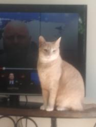 Reunited Female Cat last seen Near Englewood Dr, Lemon Grove, CA 91945, USA, Lemon Grove, CA 91945