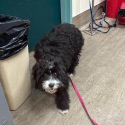 Shelter Stray Female Dog last seen , 361 S Raymond Ave, Pasadena, CA 91105, USA