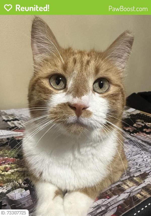 Reunited Female Cat last seen Oquirrh Shadows Neighborhood, West Jordan, UT 84081