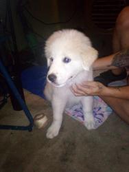 Reunited Male Dog last seen 84th Way and Main, Mesa, AZ 85208