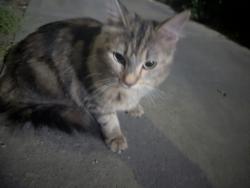 Found/Stray Unknown Cat last seen Near 103a ave, Edmonton, AB T5H 4R4