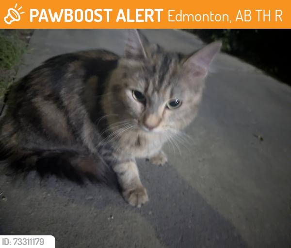 Found/Stray Unknown Cat last seen Near 103a ave, Edmonton, AB T5H 4R4