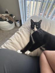 Lost Male Cat last seen Crow Canyon apmts, San Ramon, CA 94583