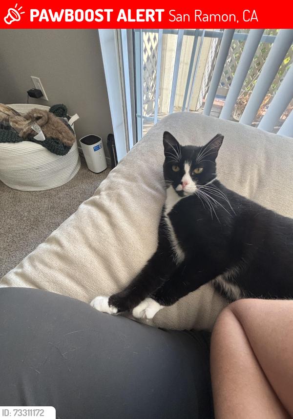 Lost Male Cat last seen Crow Canyon apmts, San Ramon, CA 94583