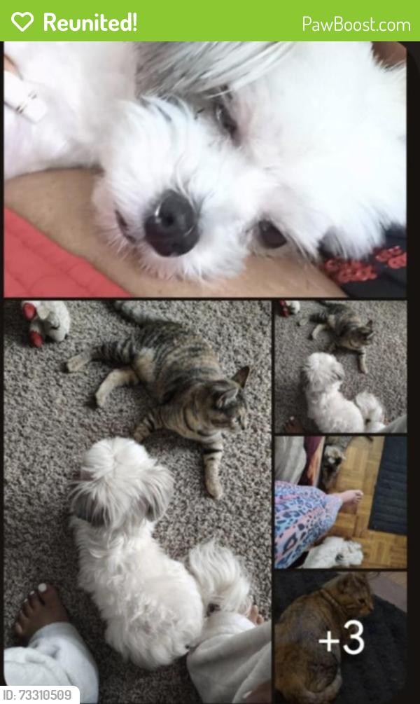 Reunited Female Dog last seen Fairfax Dr., Salinas, CA 93901