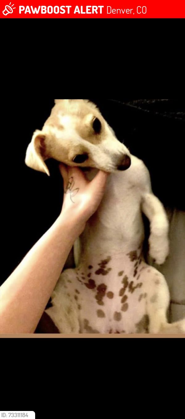 Lost Female Dog last seen Motel 6/Highway I70, Denver, CO 80239
