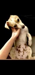 Lost Female Dog last seen Motel 6/Highway I70, Denver, CO 80239