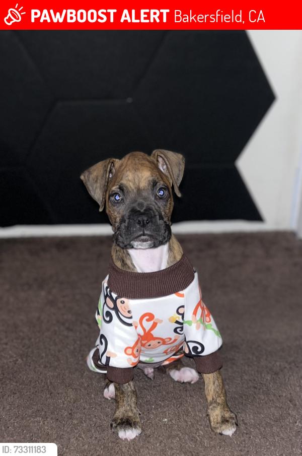 Lost Male Dog last seen Fairview rd and union, Bakersfield, CA 93304