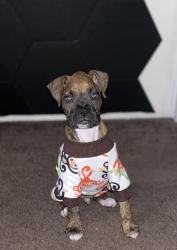 Lost Male Dog last seen Fairview rd and union, Bakersfield, CA 93304