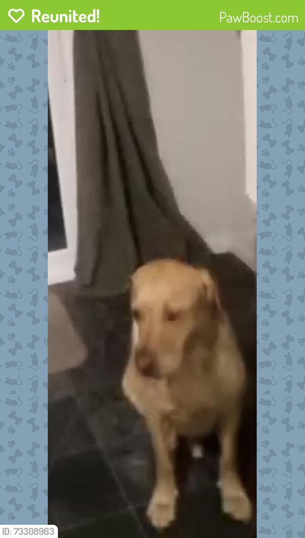 Reunited Male Dog last seen Crown Llay, Llay, Wales 