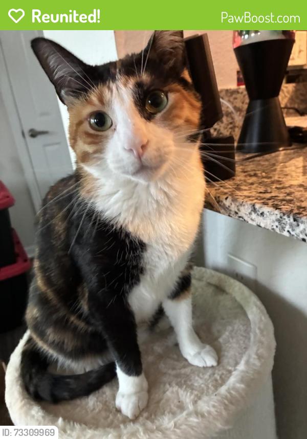 Reunited Female Cat last seen Near Oberlin Terrace, Lake Mary, FL 32746, USA, Lake Mary, FL 32746