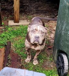 Found/Stray Male Dog last seen Cat Creek, Lowndes County, GA 31605