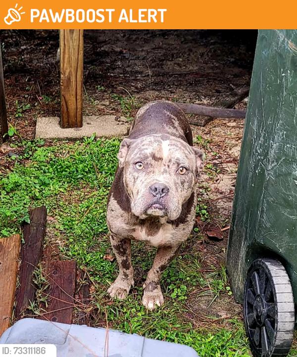 Found/Stray Male Dog last seen Cat Creek, Lowndes County, GA 31605