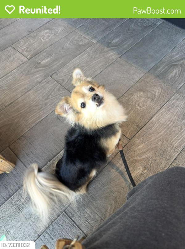 Reunited Male Dog last seen Near lomina & Harvey st, Lakewood, CA 90713
