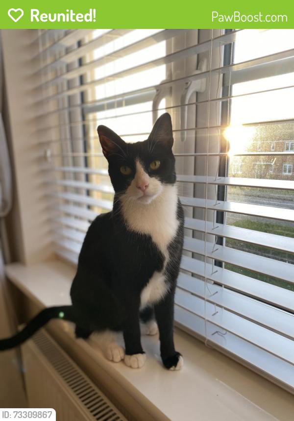 Reunited Male Cat last seen Dalmark/Dalton Seeds, Eye, England 