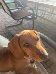 Reunited Female Dog last seen Near Drv Bell Rd, Phoenix, AZ 85085