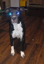 Reunited Female Dog last seen Judson & Randolph Blvd, San Antonio, TX 78233