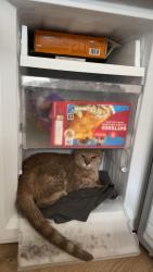 Lost Female Cat last seen you have the address i really don’t know what you expect me to put here, Southampton, England 