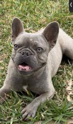 Reunited Female Dog last seen Delany Rd, Hitchcock, TX 77568