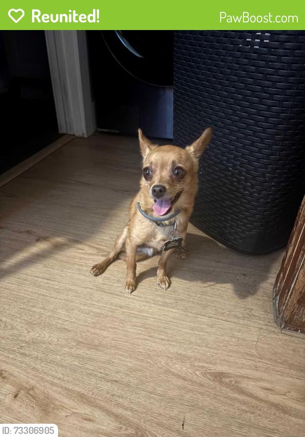 Reunited Male Dog last seen 39th/ Harvard, Los Angeles, CA 90062