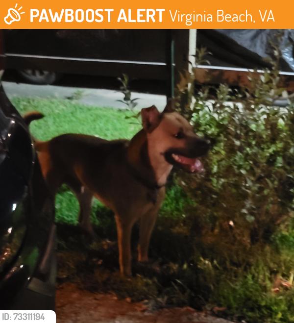 Found/Stray Male Dog last seen Jeanne St, Virginia Beach, VA 23462