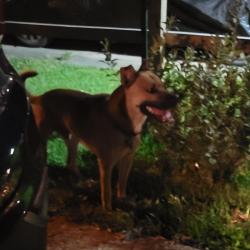 Found/Stray Male Dog last seen Jeanne St, Virginia Beach, VA 23462