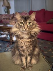 Lost Male Cat last seen Near Capistrano Dr., Salinas, CA 93901