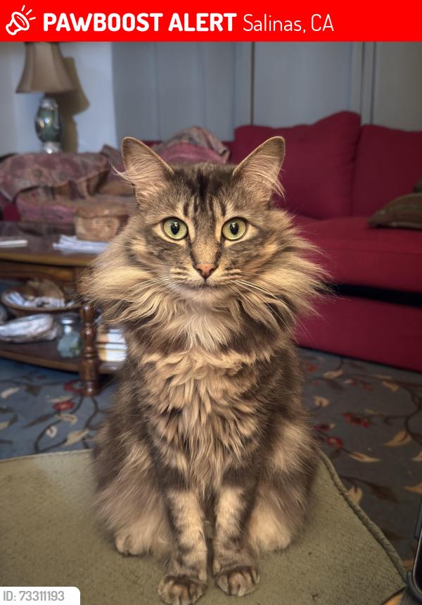 Lost Male Cat last seen Near Capistrano Dr., Salinas, CA 93901