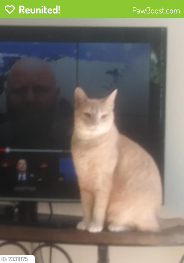 Reunited Female Cat last seen Near Englewood Dr, Lemon Grove, CA 91945, USA, Lemon Grove, CA 91945