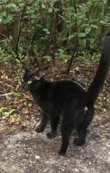 Reunited Unknown Cat last seen 45th Ave rd and pine church rd, Citra, FL 32113