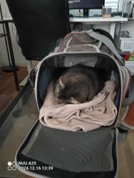 Reunited Female Cat last seen Near Englewood Dr, Lemon Grove, CA 91945, USA, Lemon Grove, CA 91945