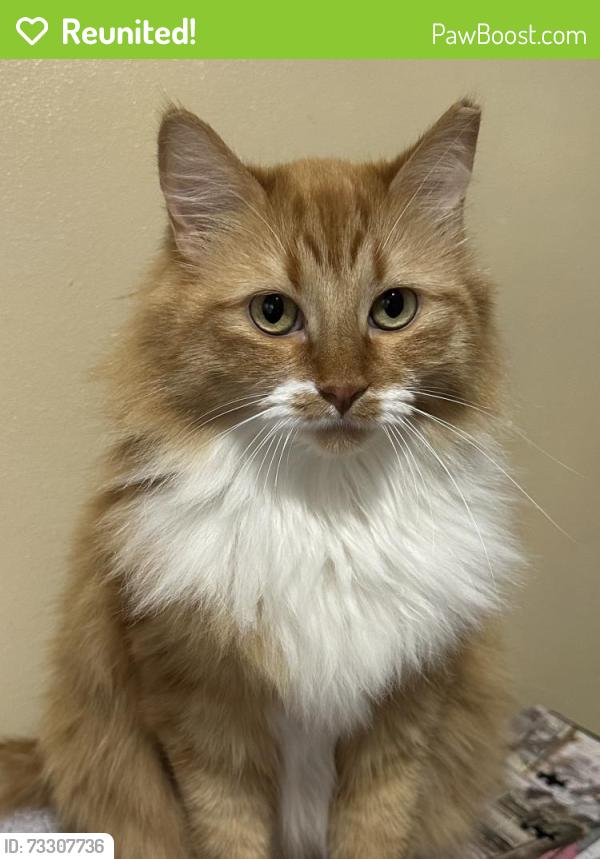 Reunited Female Cat last seen Oquirrh Shadows Neighborhood, West Jordan, UT 84081