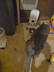 Reunited Male Cat last seen 2019- 2030 Franklin Ave E, Seattle, WA 98102