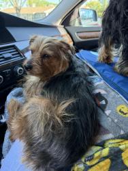 Lost Male Dog last seen Newman Gustine hwy 5 rest stop south vista point, Newman, CA 95360