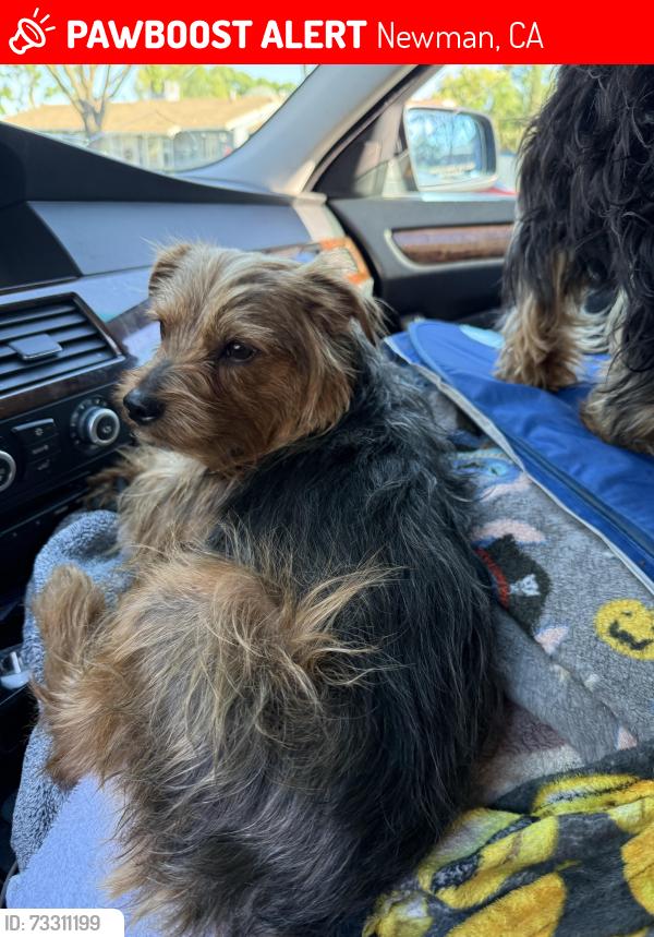 Lost Male Dog last seen Newman Gustine hwy 5 rest stop south vista point, Newman, CA 95360