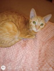 Lost Female Cat last seen The new dollar store On Hwy 16, French Settlement, LA 70733