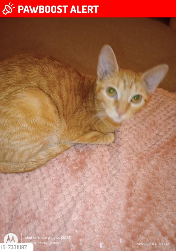 Lost Female Cat last seen The new dollar store On Hwy 16, French Settlement, LA 70733