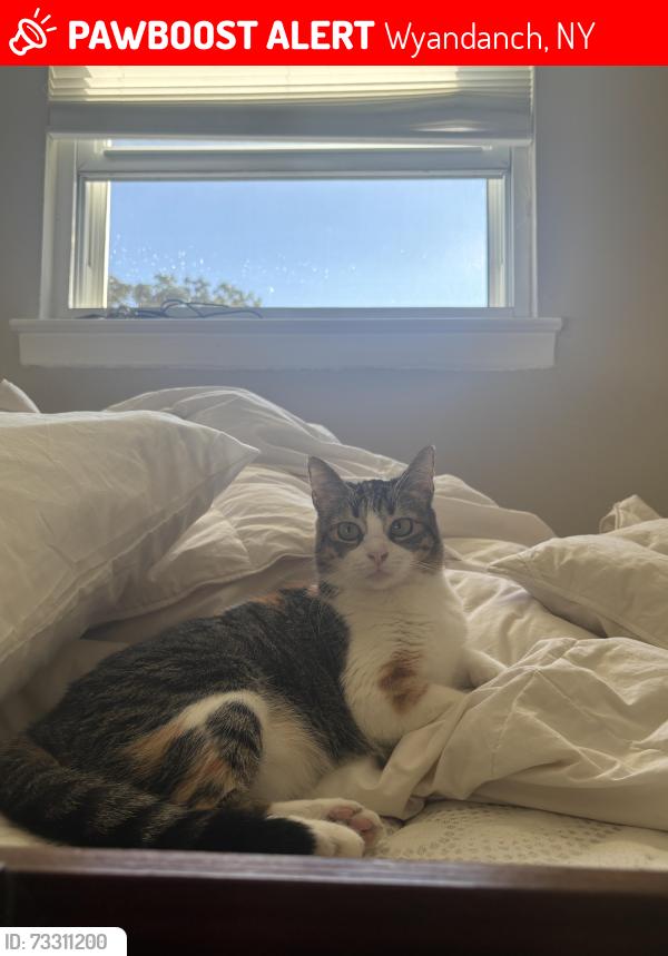 Lost Female Cat last seen Near N 12th St Wyandanch,NY 11798, Wyandanch, NY 11798