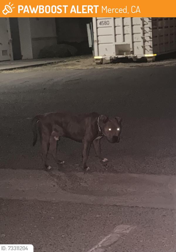 Found/Stray Male Dog last seen M street, Merced, CA 95348